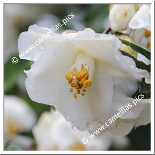 Camellia Hybride 'Pop Corn'