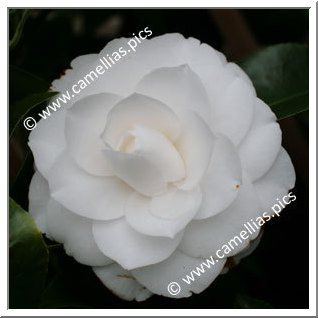 Camellia Japonica 'Pope John XXIII'