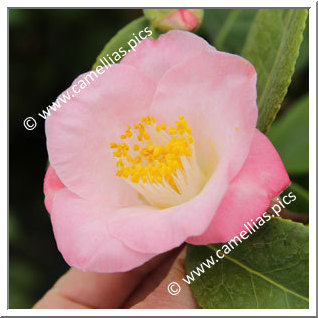 Camellia Japonica 'Pordor'