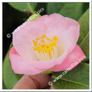 Camellia Japonica 'Pordor'