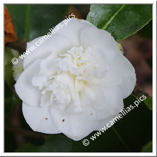 Camellia Japonica 'Powder Puff'