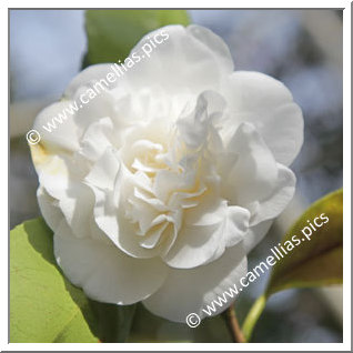 Camellia Japonica 'Powder Puff'