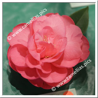 Camellia Hybrid C.reticulata  'Powdered Beauty'