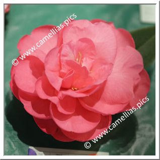 Camellia Hybride C.reticulata 'Powdered Beauty'