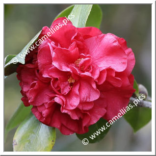 Camellia Japonica 'Prelude'
