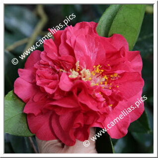 Camellia Japonica 'Premier'