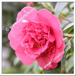 Camellia Japonica 'Preston Eclipse'