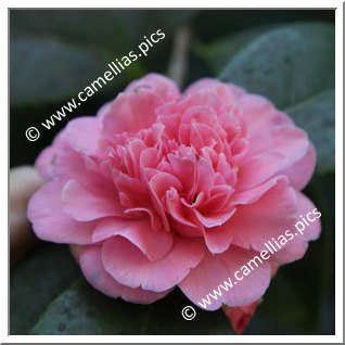 Camellia Japonica 'Preston Rose'