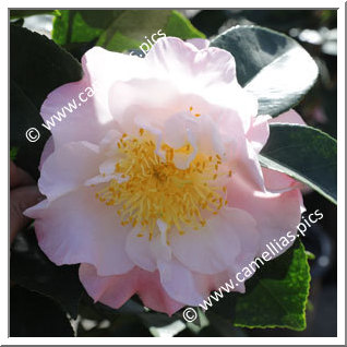 Camellia Japonica 'Prima Ballerina'