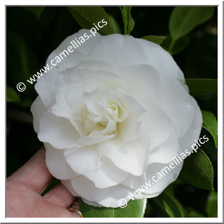 Camellia Japonica 'Primavera'