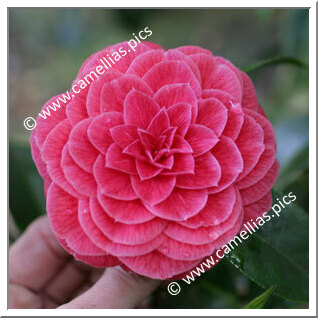 Camellia Japonica 'Prince Eugène Napoléon'