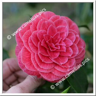 Camellia Japonica 'Prince Eugène Napoléon'