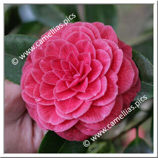 Camellia Japonica 'Prince Eugène Napoléon'