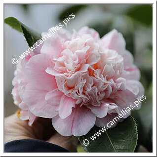 Camellia Japonica 'Prince Impérial'