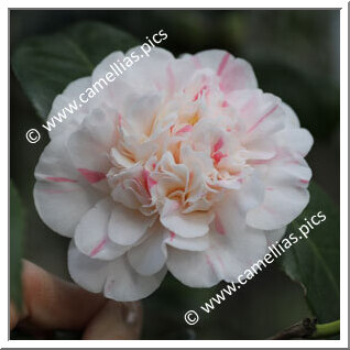 Camellia Japonica 'Prince Impérial'
