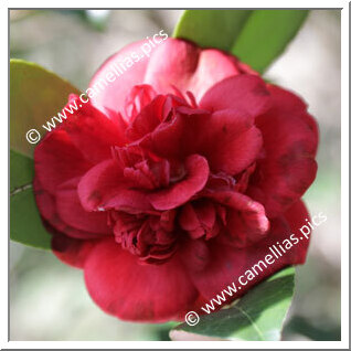 Camellia Japonica 'Prince of Wales'