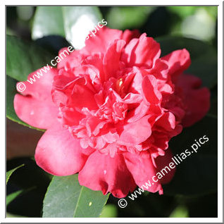 Camellia Japonica 'Prince of Orange'
