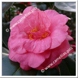 Camellia Japonica 'Princess Lavender'