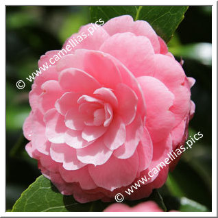 Camellia Japonica 'Princess Margaret'