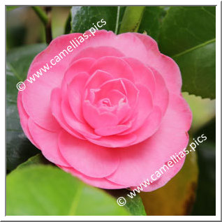 Camellia Japonica 'Princess Margaret'