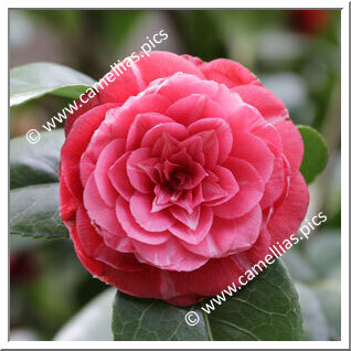 Camellia Japonica 'Princesse Baciocchi'