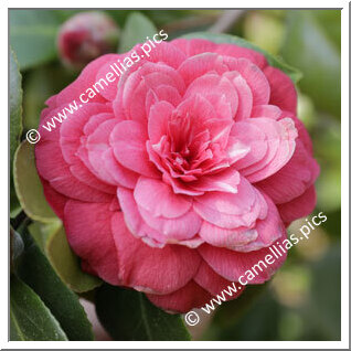 Camellia Japonica 'Princesse Baciocchi'