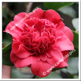 Camellia Japonica 'Professor Sargent'