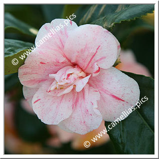 Camellia Japonica 'Prosper Vial'