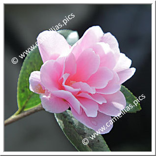 Camellia Hybrid 'Prudence'