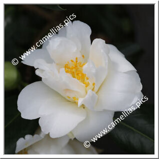Camellia Japonica 'Pukekura'