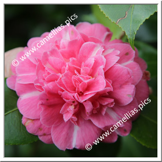 Camellia Japonica 'Pulcherrima Striata'