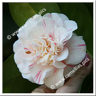 Camellia Japonica 'Punctata Boutourlin'