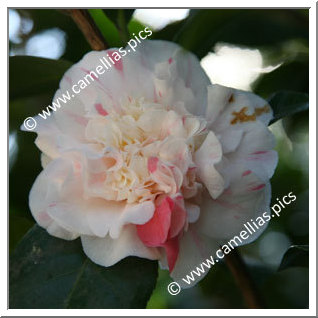 Camellia Japonica 'Punctata Boutourlin'
