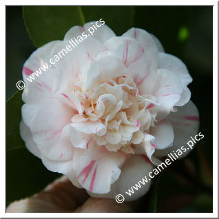 Camellia Japonica 'Punctata Boutourlin'