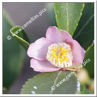 Camellia Botanique 'C. puniceiflora'