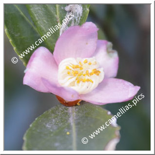 Camellia Botanique 'C. puniceiflora'