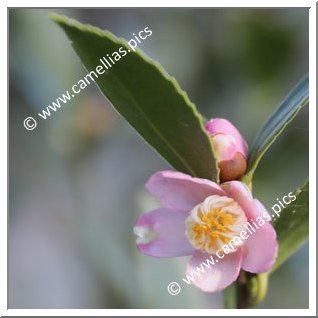Camellia Botanique 'C. puniceiflora'