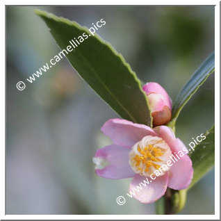 Camellia Species C. puniceiflora