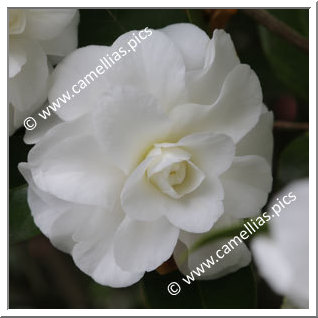 Camellia Japonica 'Shiragiku'