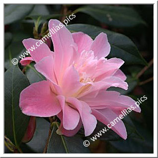 Camellia Hybrid C.x williamsii 'Derc'hel soñj eus PY Tremel'