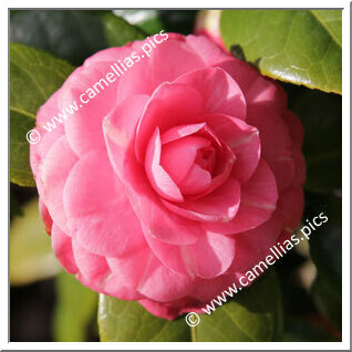 Camellia Japonica 'Qiqiao'