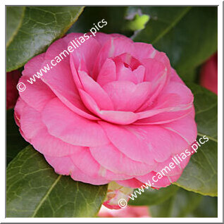 Camellia Japonica 'Qiqiao'