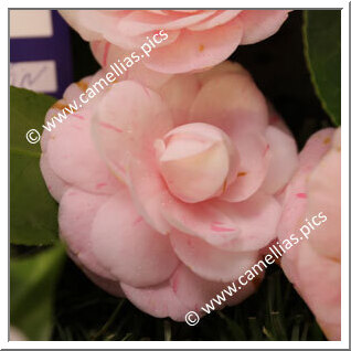 Camellia Japonica 'Quatro de Abril'