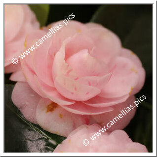 Camellia Japonica 'Quatro de Abril'