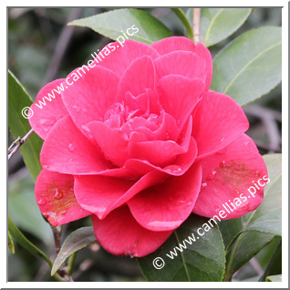 Camellia Japonica 'Bill Quattlebaum'