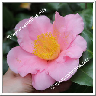 Camellia Japonica 'Que Será Será'