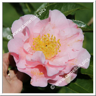 Camellia Hybrid 'Queen Bee '