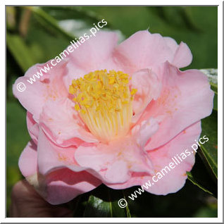 Camellia Hybrid 'Queen Bee '