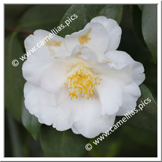Camellia Japonica 'Queen Bessie'