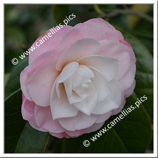 Camellia Japonica 'Queen Diana'